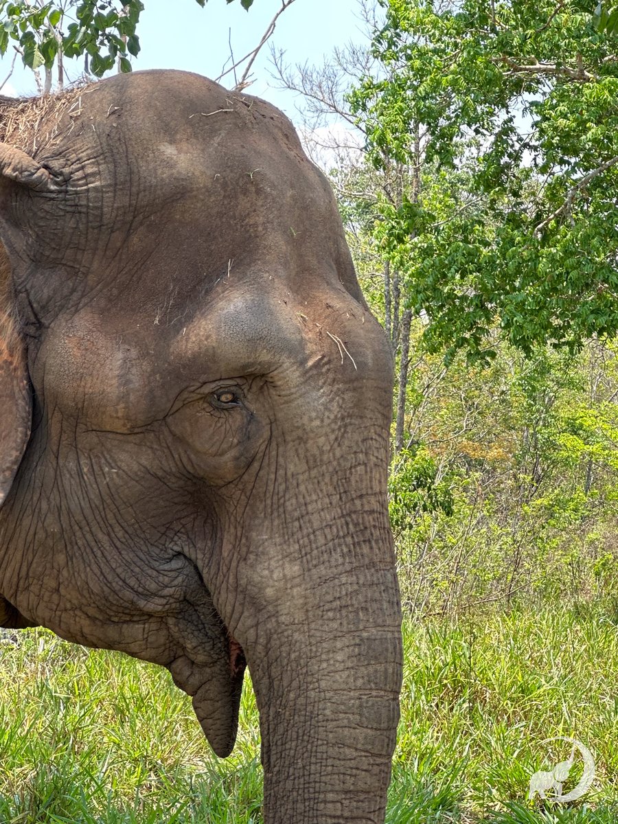 It’s EleFact Friday! 🐘💤
Did you know elephants might catch yawns—just like we do? Studies suggest they can yawn in response to others, even their caregivers. Another sign of their deep empathy and social bonds. Read more: globalelephants.org/elefact-friday…