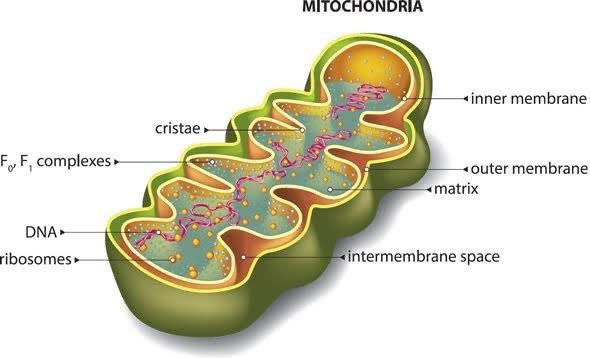 Mitochondria are fascinating. Their impairment is both a cause and a consequence of the aging process. Exercise is the most potent stimuli for improving mitochondrial function and health. #Health