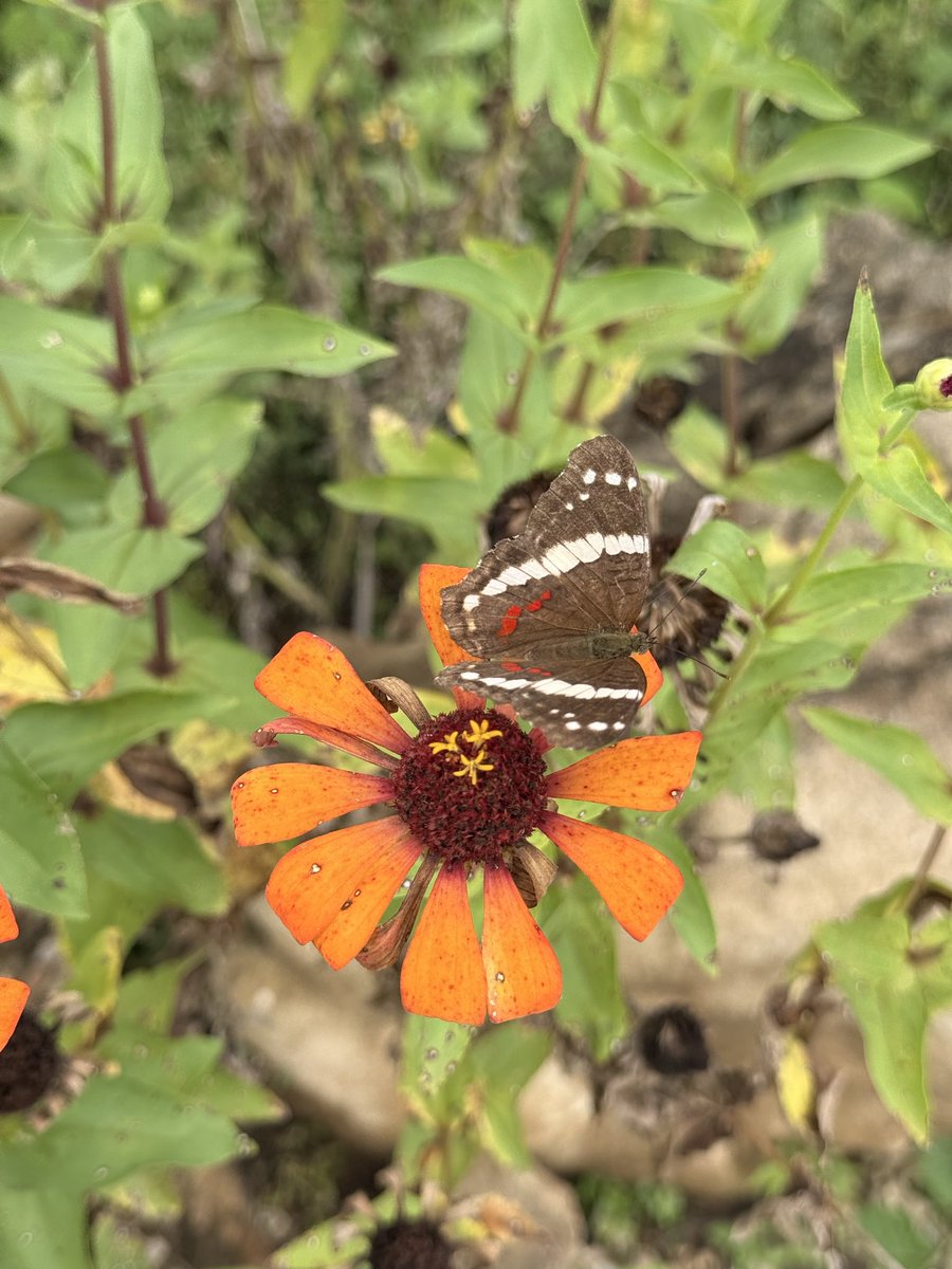 "The soul that is whole has no need to fall in love; it is love."

- Hermes Trismegistus