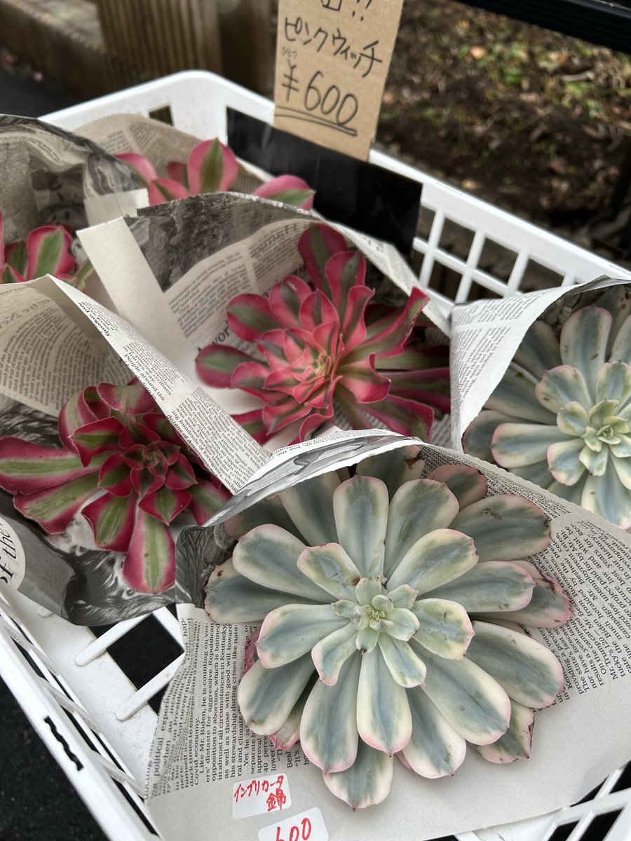 ぽちゃ様　多肉植物棚　GAI-W80D3 ぽちゃ様 多肉植物棚 GAI-W80D3 多肉植物棚GAI-W80A（棚＋トレー）