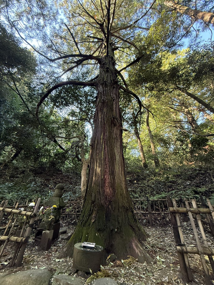 メダロ (@medaro_k) / Posts / X