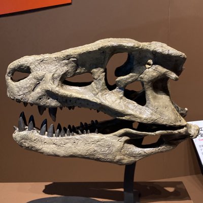 ぽんごりsuchus🐊偽鰐類・陸ワニ好き (@R8P4cy7p) / Posts / X