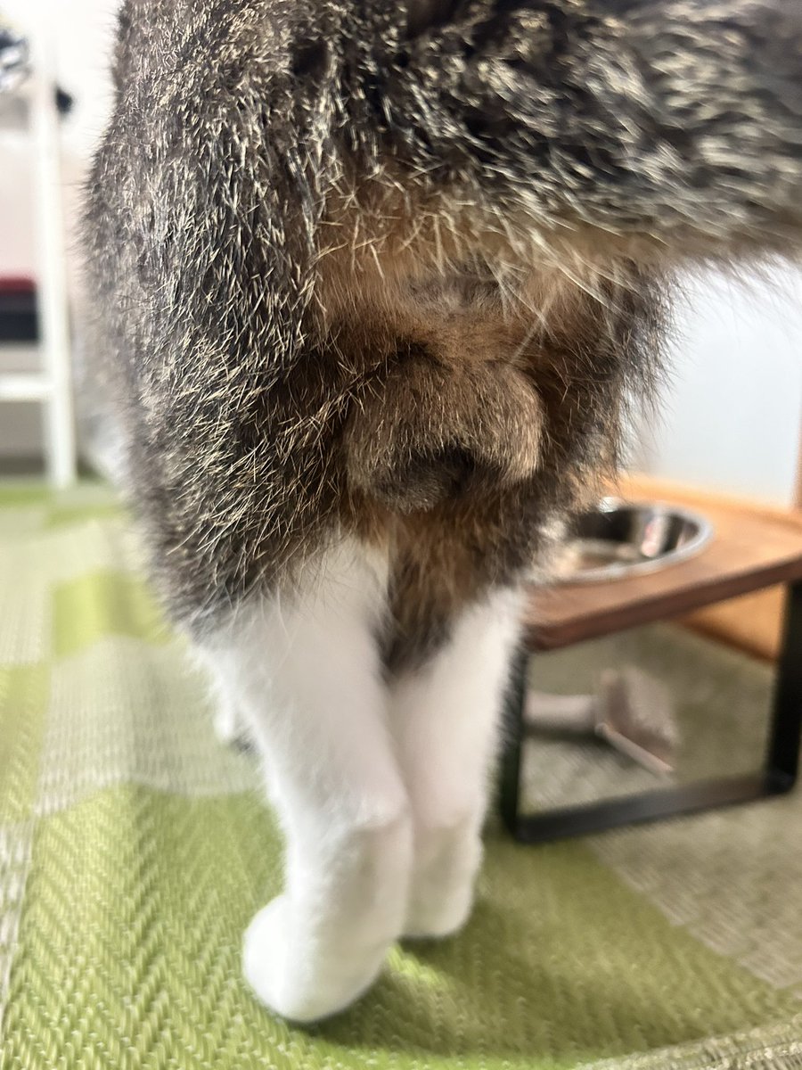 ねこバーバー様⁎⁺˳ トピックス】40cm級のドール「AniFee(アニフェー)」シリーズに