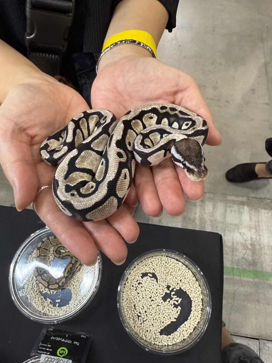 LR63112026's tweet image. パステルTSKアザン ♀
お迎えありがとうございます✨
2匹いて、私の推しを選んで頂きました🤩
1周会場をしてから、ブースに戻ってきてくれた事も嬉しいです😭
今後ともよろしくお願いします。
#ボールパイソン
#九レプ
#ballpython