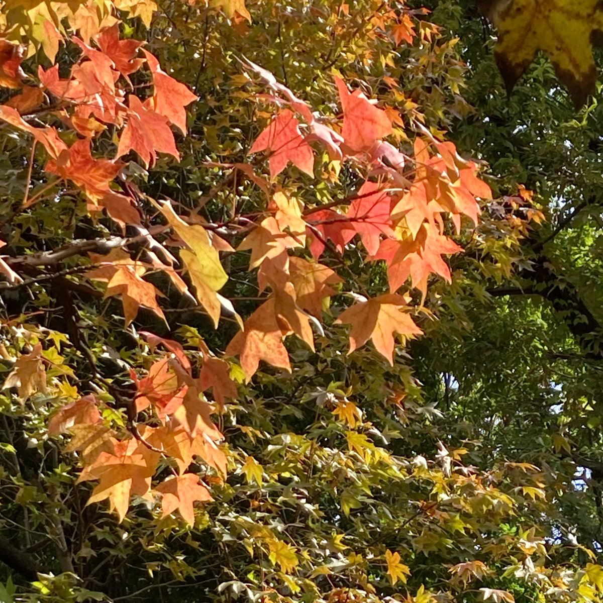 YoKK246's tweet photo. Nov 01, 2025　紅葉　#港北NT (横浜) https://t.co/rg738YTSMS