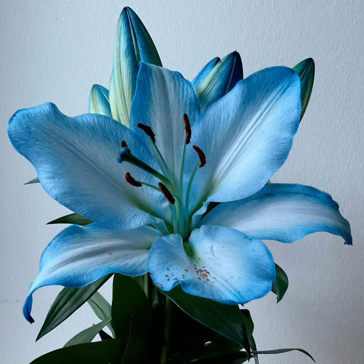 Blue lilies