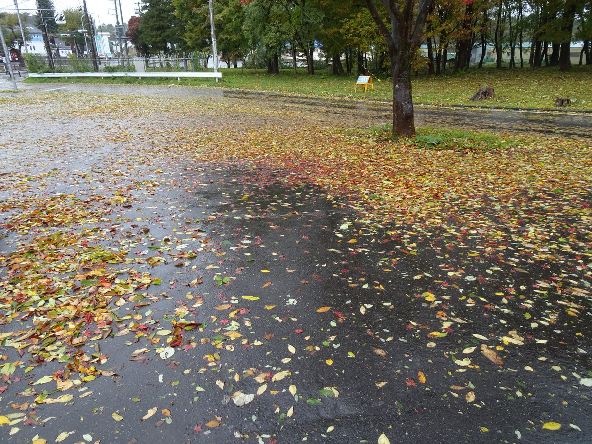 駐車場の落ち葉ヤバイ。
雨の勢いは落ち着きましたが、まだまだ大粒。ぼたぼた降る。
雨が止んでから片付けよう…