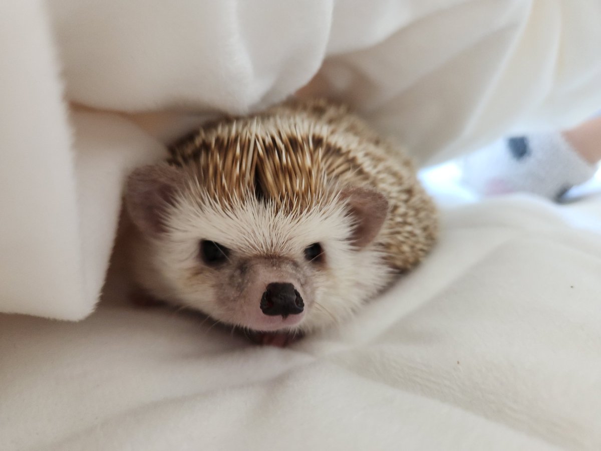 cabhedgehog's tweet photo. 고슴도치랑 같이 보내는 주말 아침❤️ https://t.co/Af4DvF4UUA