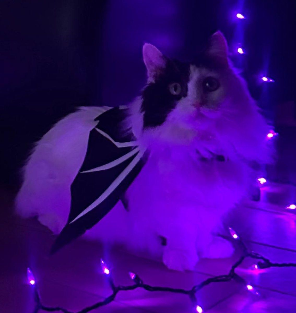 MasakoLeMD's tweet photo. Again, #notpathology, but Happy Meow-loween! 🎃
Also multitasking by passing out candy and watching #WorldSeries Game SIX! GO @BlueJays GO! ⚾️ https://t.co/xvpxSgZzPh