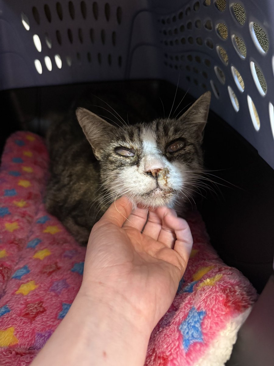 Friends of Bear Cat Rescue tweet media