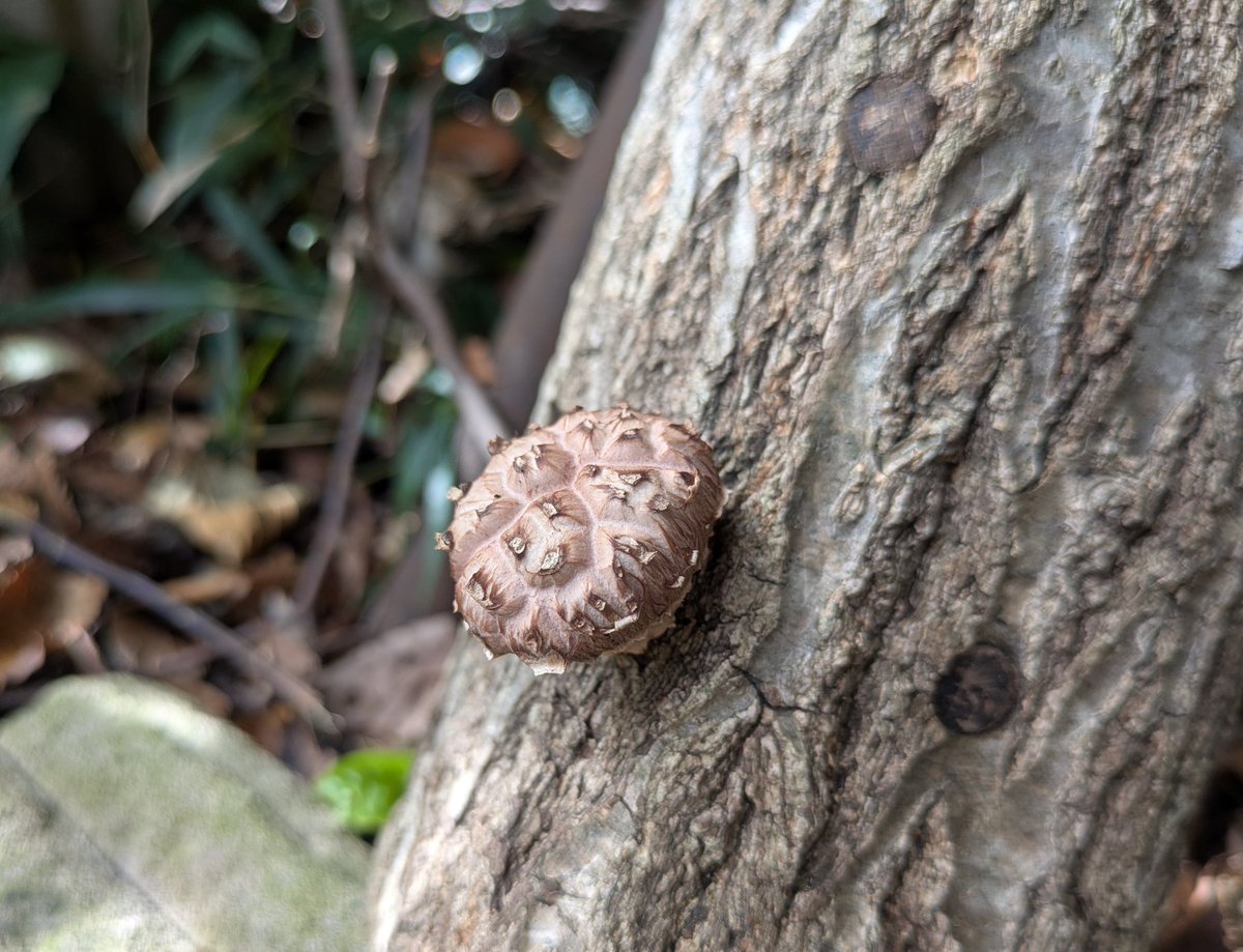 あんこうめ on X