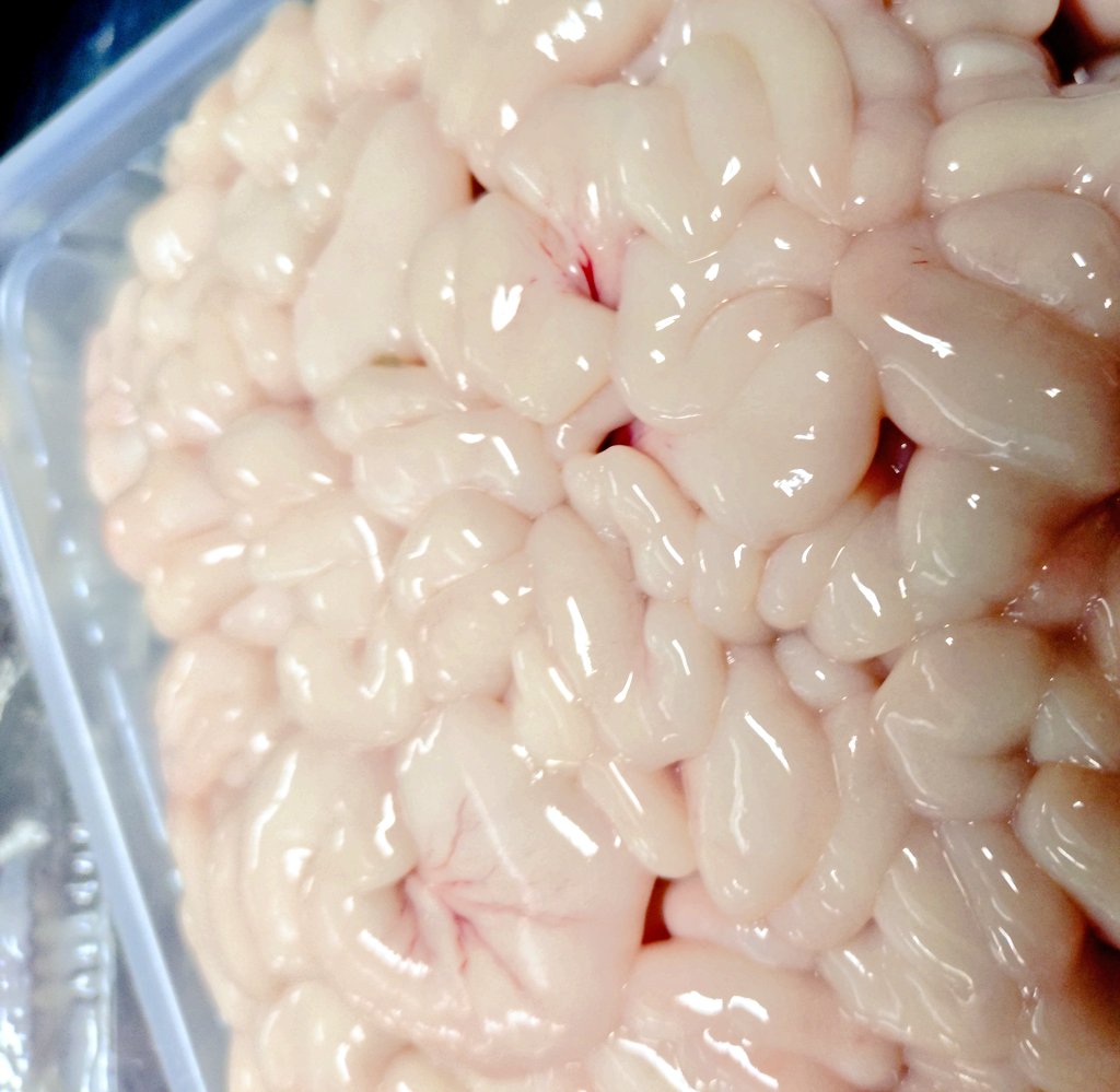 すし 輝 │食材にこだわった札幌のお寿司屋さん on X