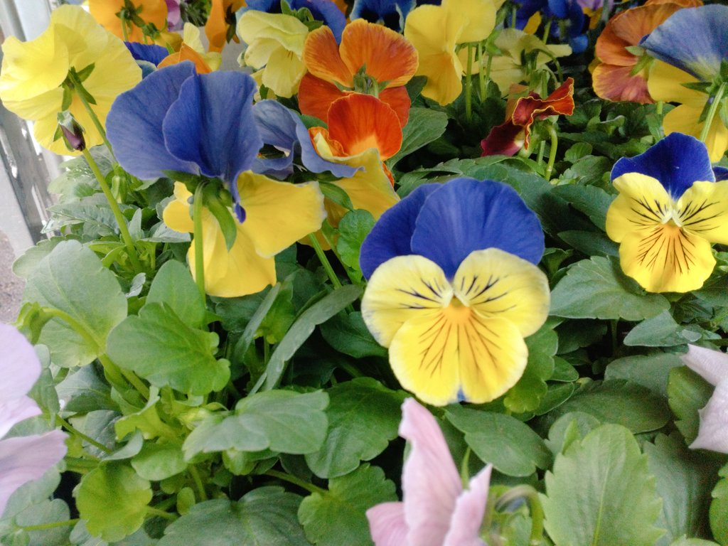 花 user_30c7888b adidas Originals Wmns Tokyo - JQ3025 | SNS - SNEAKERSNSTUFF