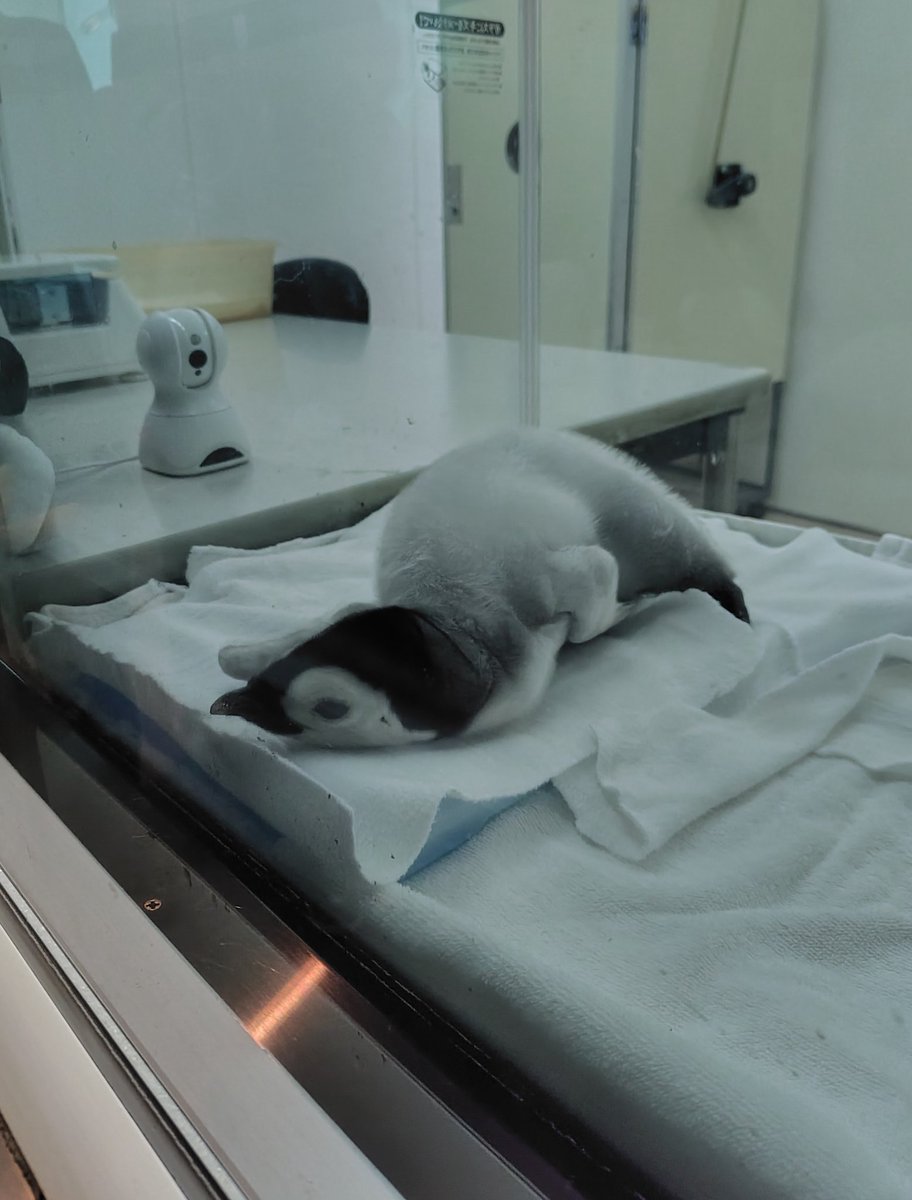 専用　アドベンチャーワールド adidas ZX 8000 atmos Exclusive G-SNK11 Hydra JS4601 Bahia