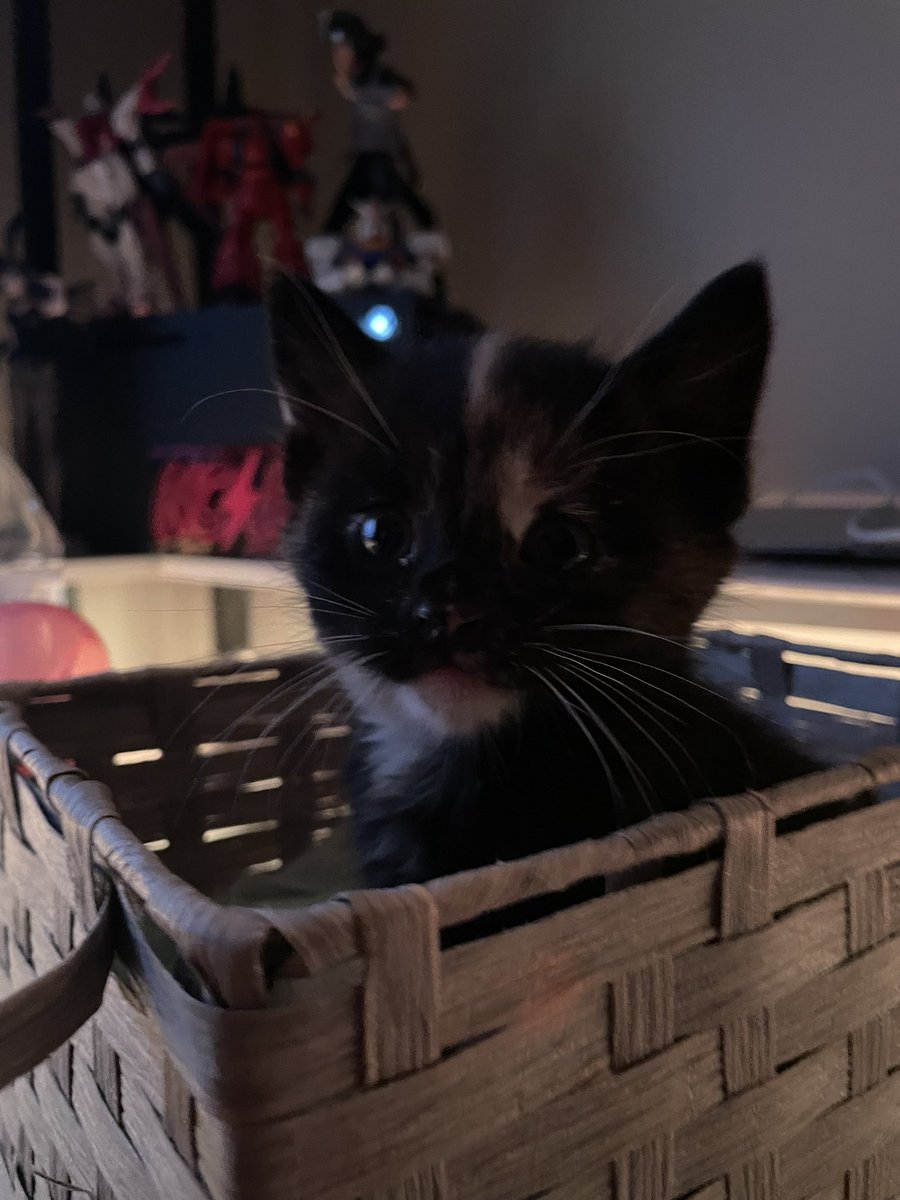 Mischief__jp's tweet photo. 😼 https://t.co/XEzSdOhwjn