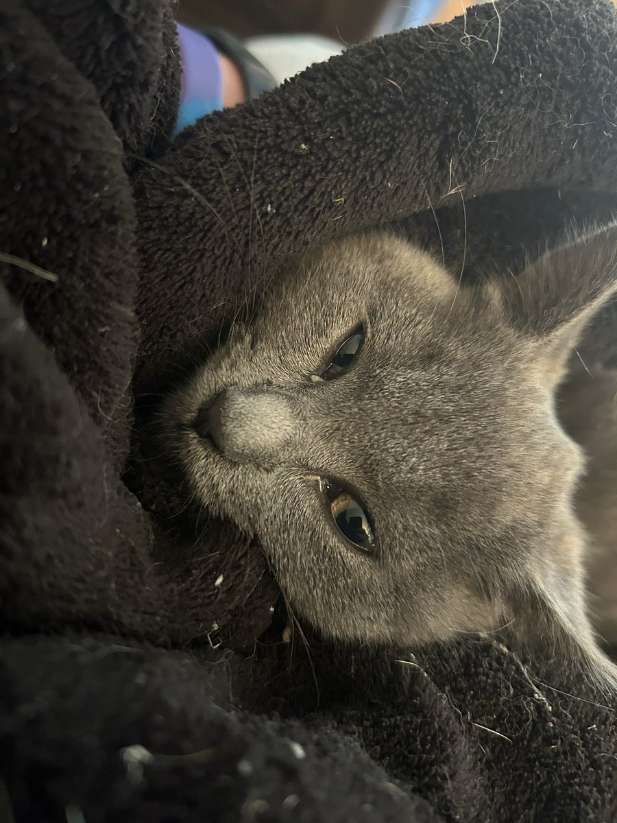 It’s new friend day!

Our latest foster, Smokey, will be here for a few weeks