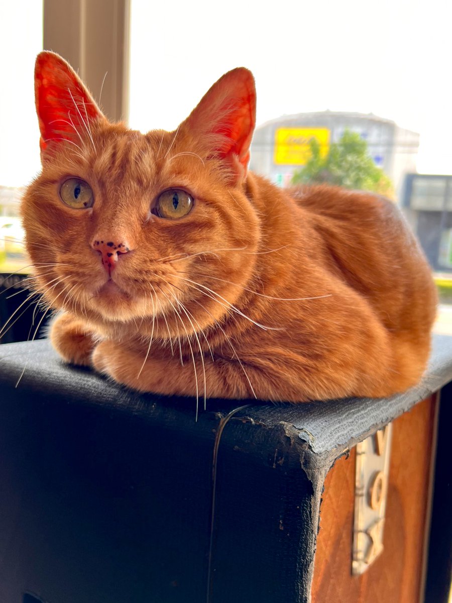 oldbridge_jp's tweet image. 『#土曜はナニする！？』
ご覧頂きました皆様
ありがとう御座いました😸✨
oldbridge.jp