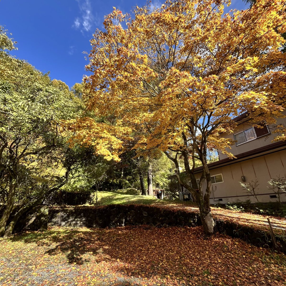 今日明日11/1, 2はブキニスト市
🍁紅葉が綺麗な油やの庭で開催！油やの楓は見頃のようです。

#信濃追分文化磁場油や #軽井沢追分宿 #軽井沢のクラフト