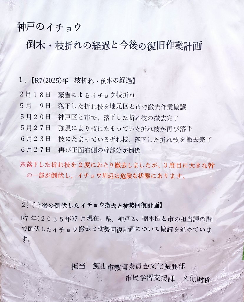 iiyama_kanko's tweet photo. 【神戸の大イチョウ（ごうどのおおいちょう）】@長野県飯山市

昨冬から今年6月末にかけての落枝のため、現在、根元付近は立入禁止となっております。（手前の駐車場までは進めますので駐車場からの撮影は可能です。）
ご理解とご協力をお願いいたします。

詳しくはこちら→
https://t.co/mQgeFBN0kP https://t.co/tyTnck2ONa