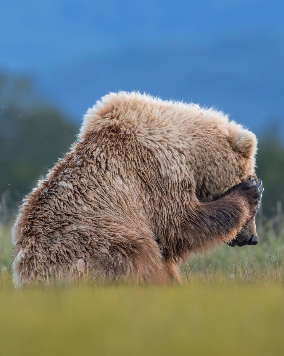 SharingAlaska's tweet photo. Even the bears get camera shy in Alaska 📸🐻

#SharingAlaska by @malenmitlicht 

#alaska #wildlife #bears #cuteanimals #katmai #nationalparks https://t.co/glbdFAJx1V