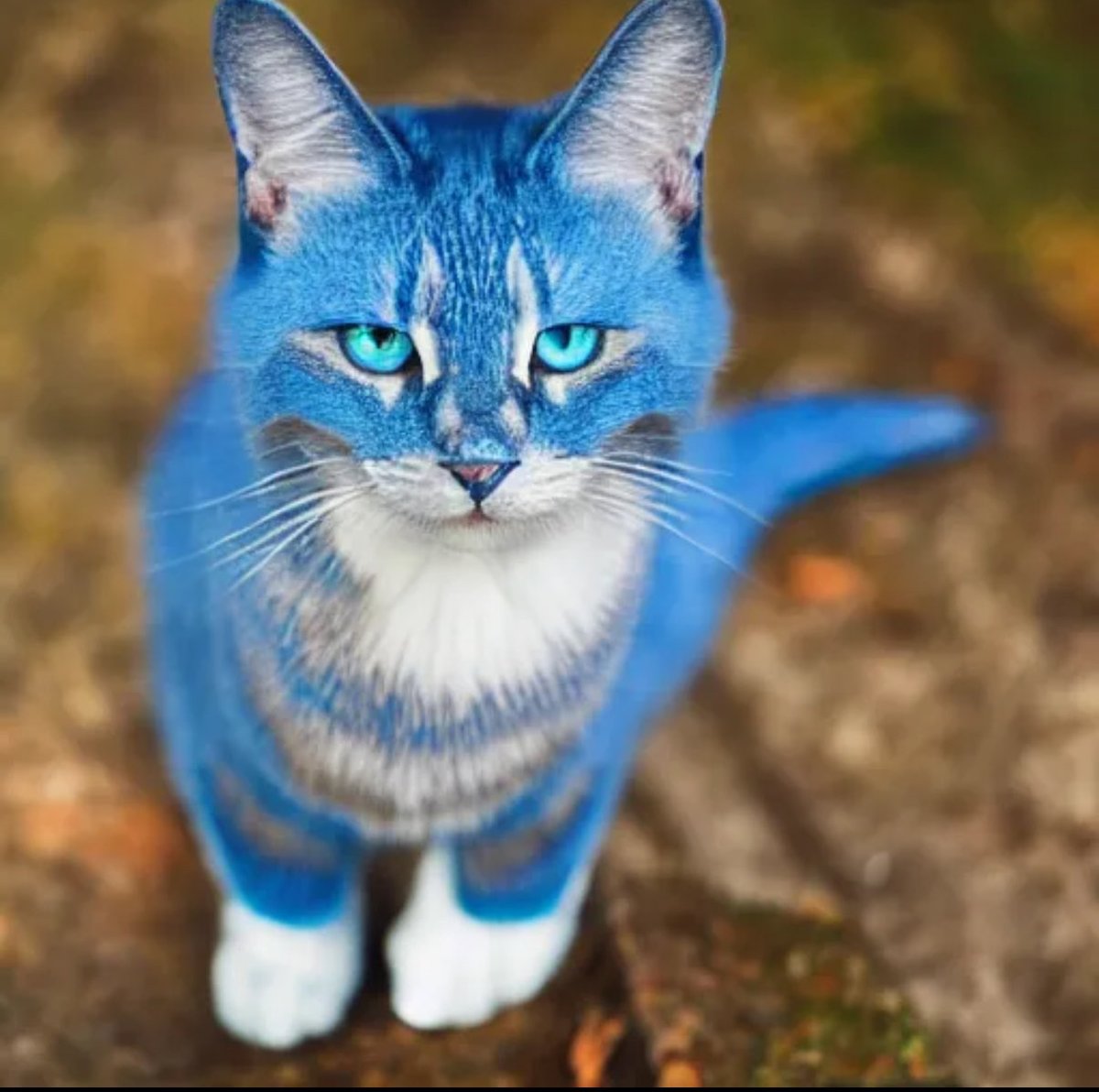 Toshi_Whale tweet media