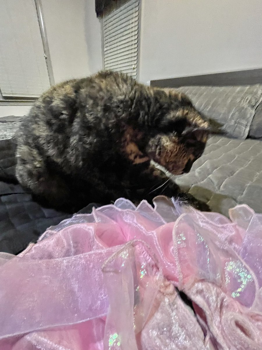 patchie pie 🥧 tweet media