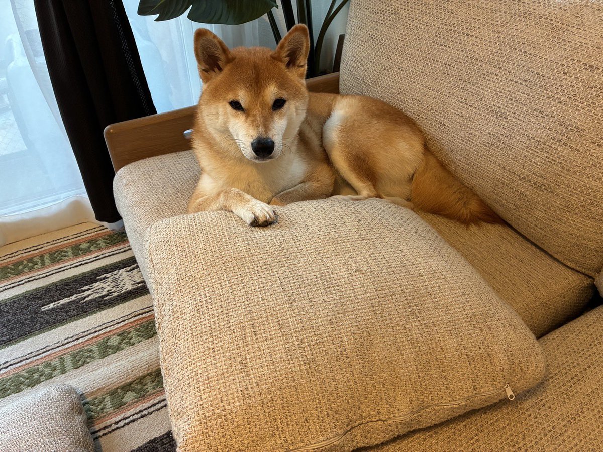 名犬もなかまる (@meikenmonaka0) / Posts / X