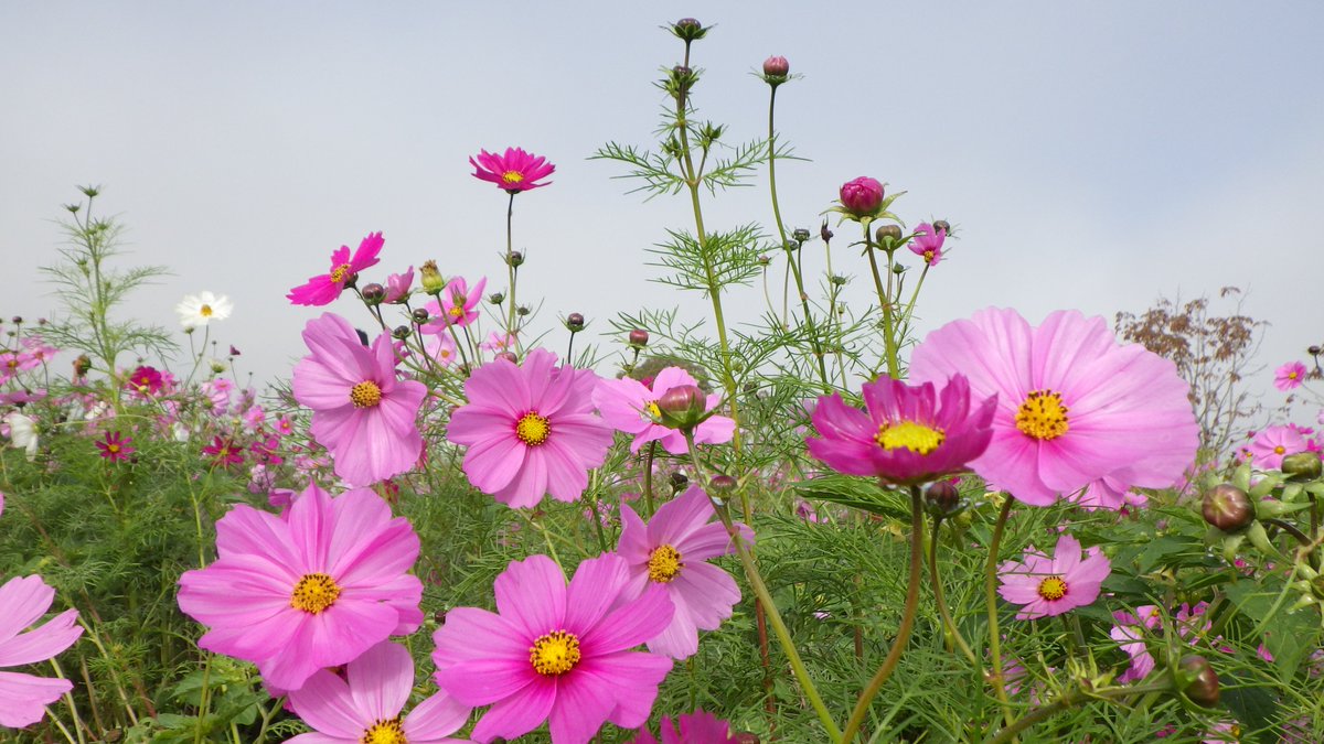 ⭐️ひまわりです ひまわり畑 ／ nijiirolop 壁紙 Harokka