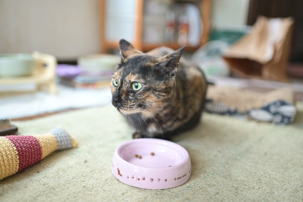 しんや☆とっきゅう on X