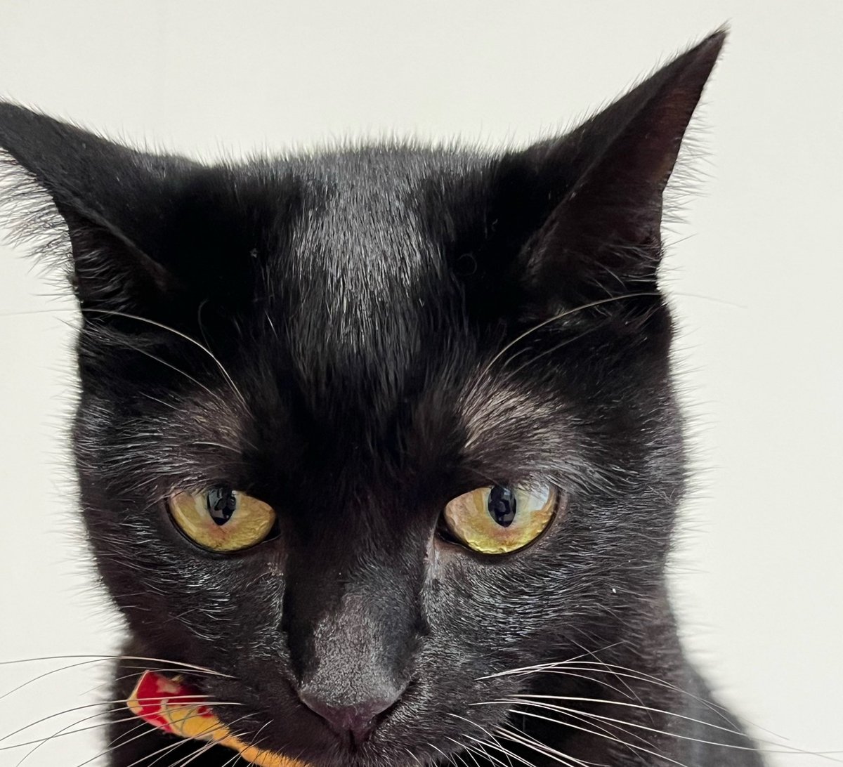 五月と水月と葉月 on X