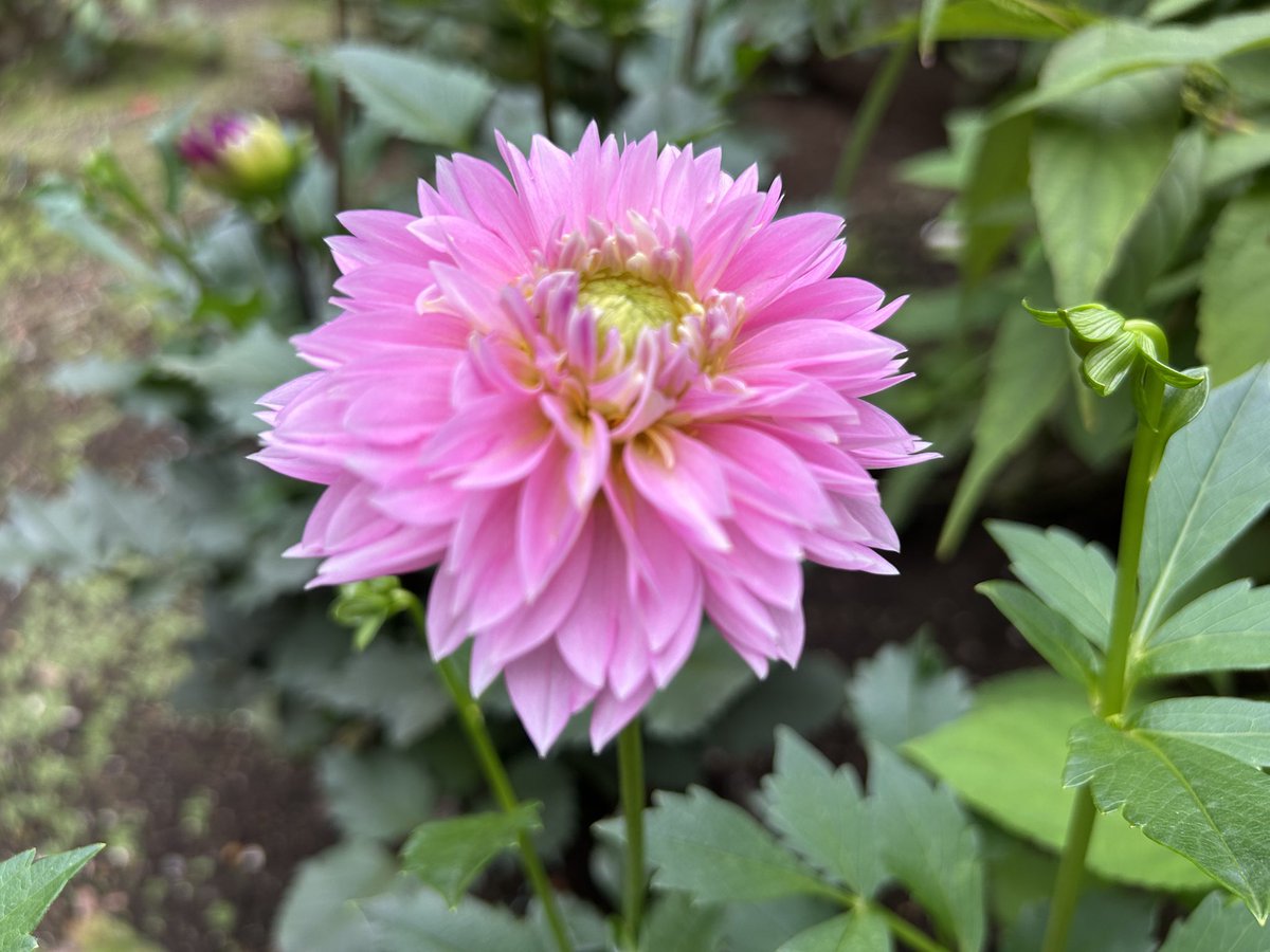 🍑もも子🍑 on X