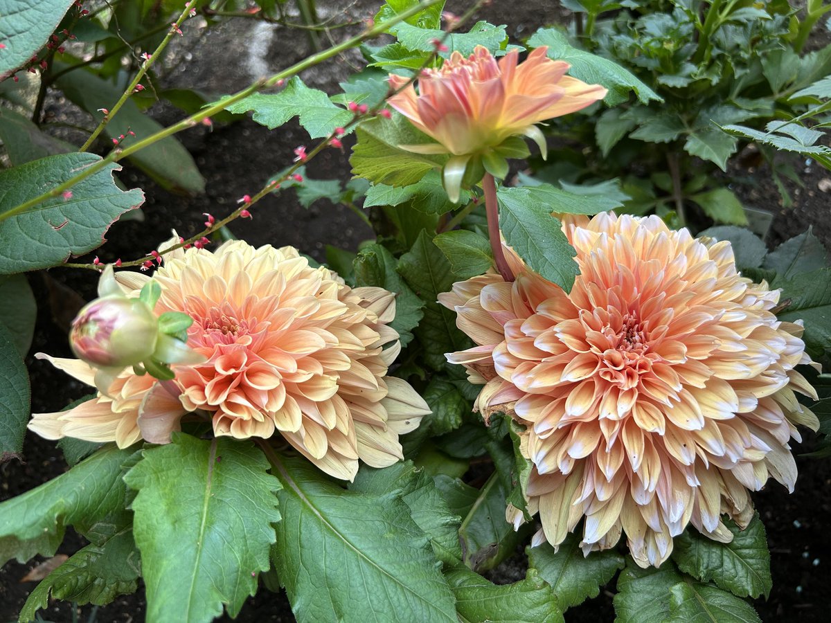 🍑もも子🍑 on X