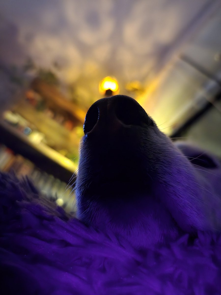 portwolf's tweet photo. Happy Halloween https://t.co/0AzzTojXTB