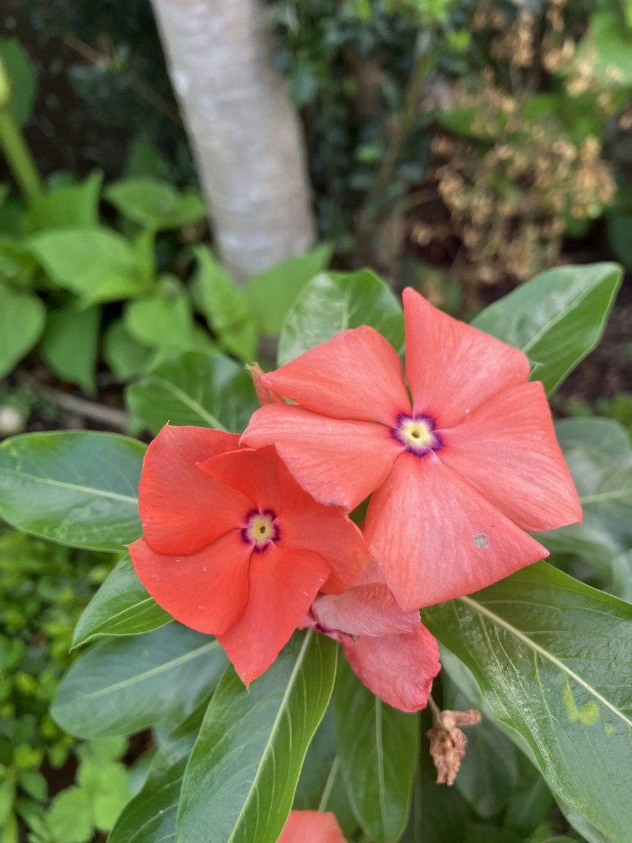 #沼津
#ラーメン
最近数名のFF様がポストしてるのを拝見してたので、何か進化でもしたのか？と行ってみたけど良い意味で何も変わっていなかったぜ🍜✨駅から割と歩くし歩道橋キツいけど、艱難辛苦を乗り越えてでも食べたい旨いラーメンだぜ😋花カワイイ🪷💖🥰