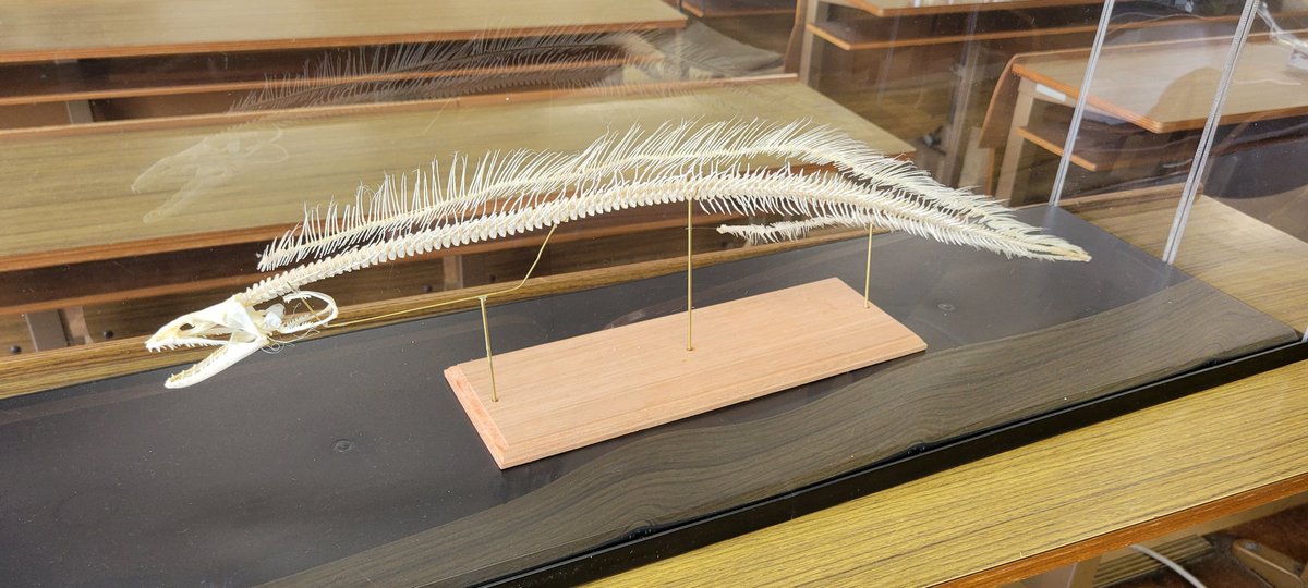 今朝、肉間骨の接着が終わり、ウツボの全身骨格が完成しました！
明日からの海鷹祭で展示しますので、よろしくお願いいたします！
#骨格