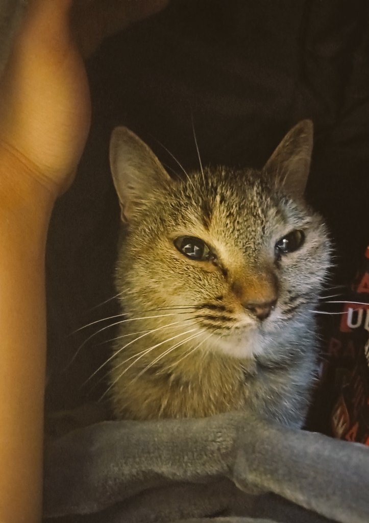 センちゃん on X