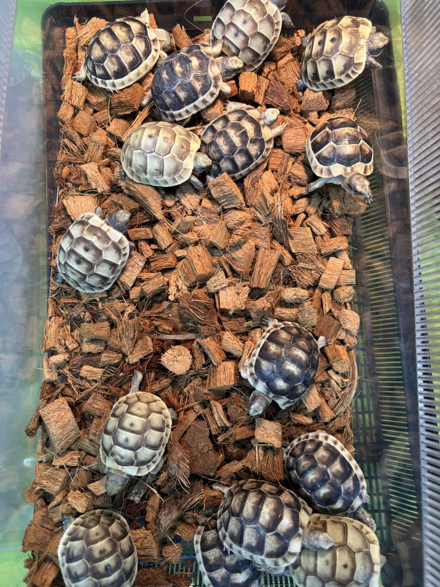 ✨九州爬虫類フェス✨
本日から二日間よろしくお願いします‼️
是非サウリアブースでお待ちしております‼️
【注目生体】
ハラガケガメ
マッコードナガクビガメ
オオフチゾリリクガメ
イベラギリシャリクガメ