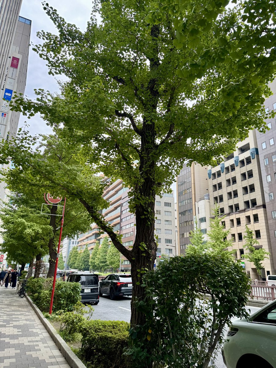 โตเกียว 1 Nov 2025 ใบไม้ที่ Ginza ยังไม่เปลี่ยนสี อากาศไม่ถึงกับหนาว เย็นสบายเฉย ๆ ไม่ต้องใส่เสื้อผ้าหนาแน่นมาก แต่บางวันเจอฝนควรพกร่ม #tokyo