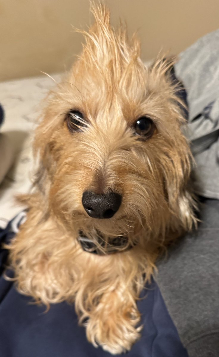 Marley my 1.5 year old wire haired Dachshund went as Brodie the Goldendoodle for Halloween this year.  He thinks he nailed it 😂