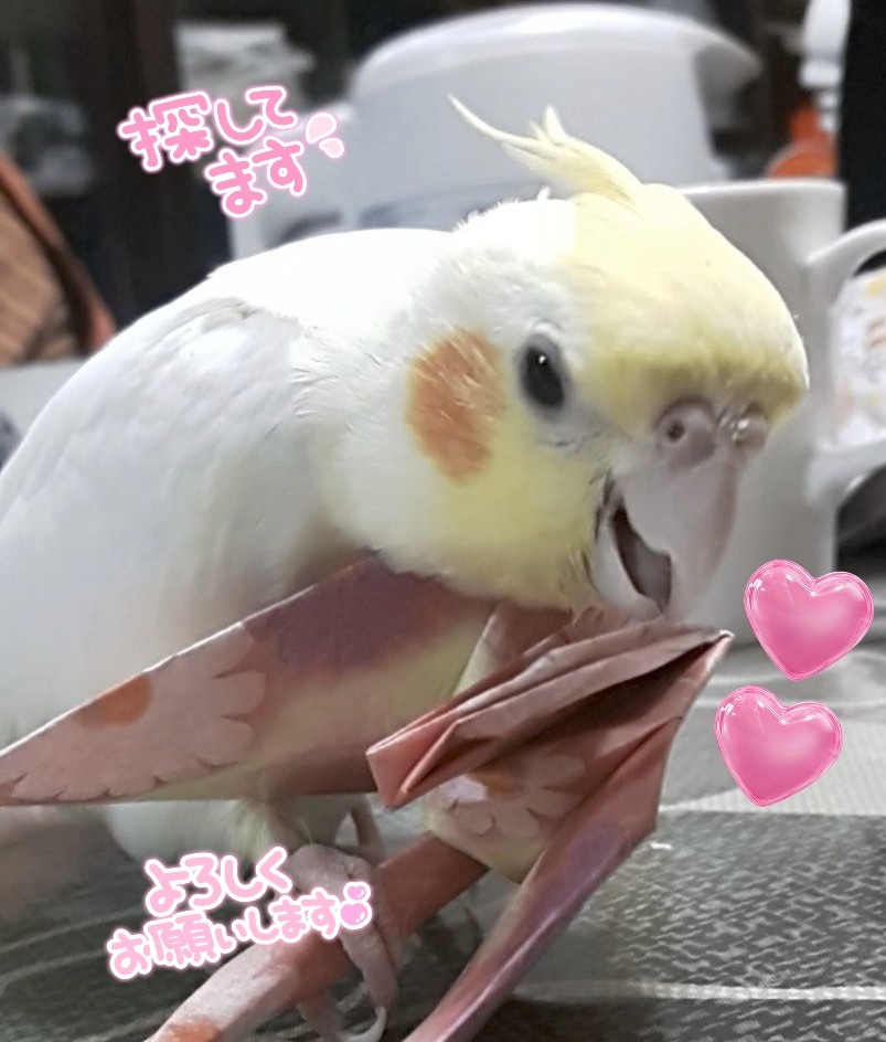 オカメインコさま専用ページ ワンコちゃん☺️ on X