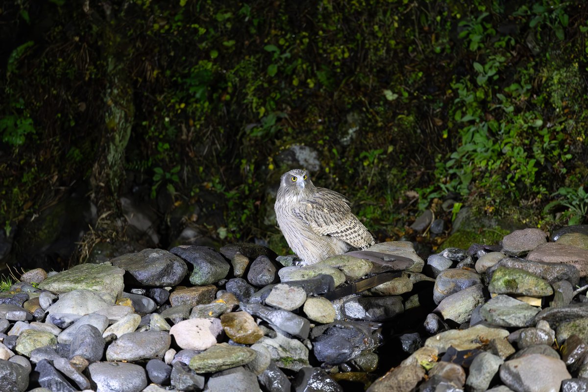 earthbrosjp's tweet photo. 300mm  1/80 f2.8 ISO12800 
LRCノイズ補正のみ　撮って出し https://t.co/C10GrjUv0T