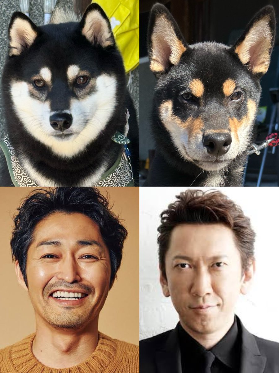buu0127's tweet photo. うちのは安田顕に似てると言われたので安田犬と呼ばれたいです。あと近所に布袋寅泰犬がいます。 https://t.co/C8YO5ZgXFc