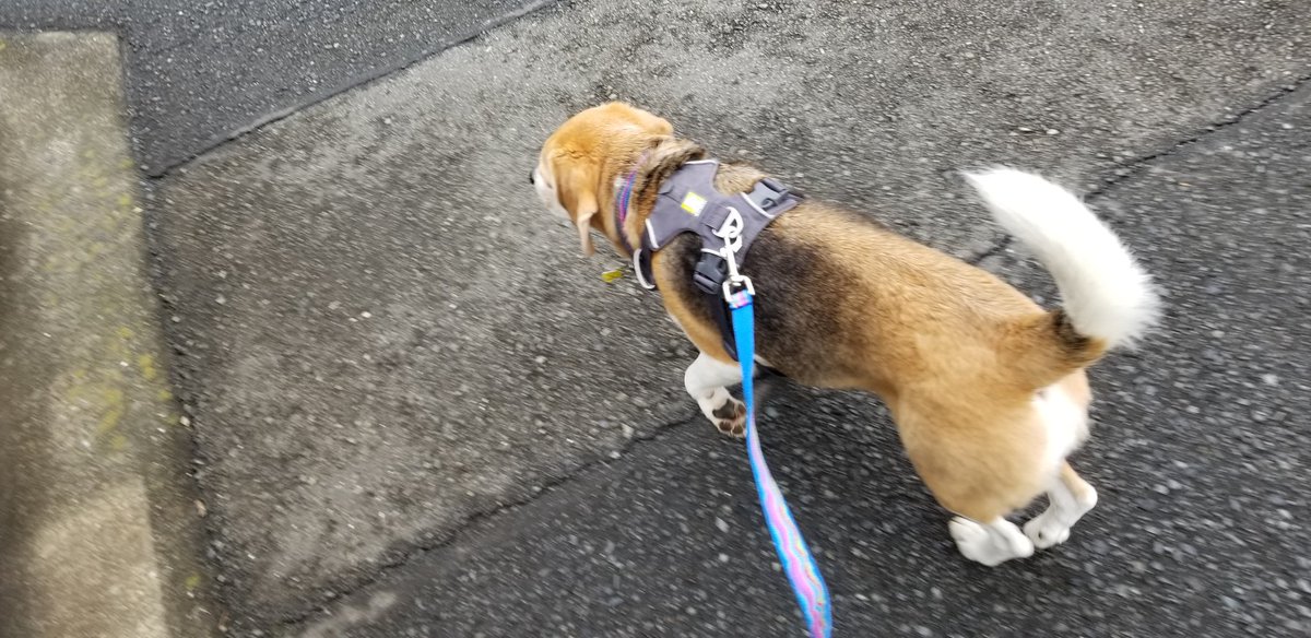 公園誰も来なくて、しょんぼりしてるそらちゃん。
気を取り直して土曜の八百屋さんへGo😊