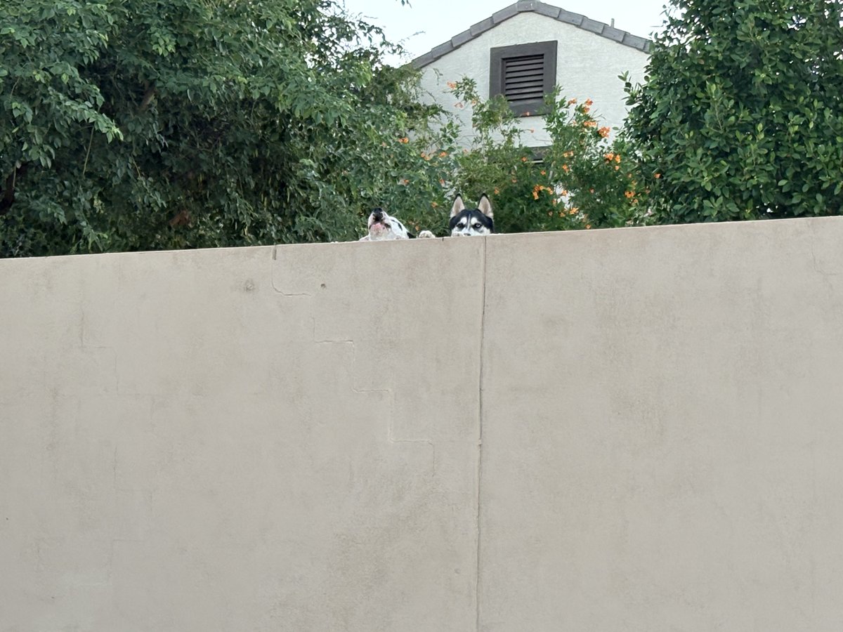 This is what greeted me when walking my dog this morning.  That wall is 10 ft high on my side. I have questions!