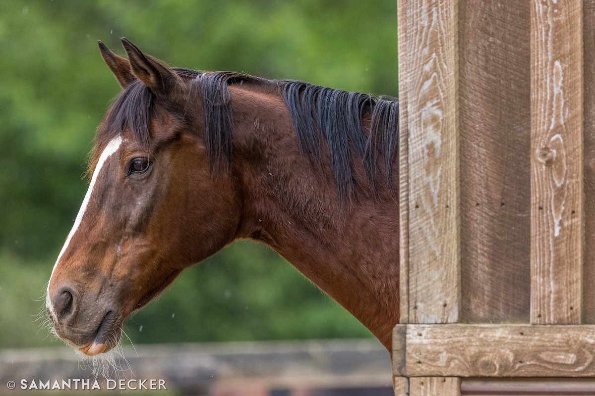 .<a href="/OldFriendsCC/">Old Friends at Cabin Creek</a> doesn't have any <a href="/BreedersCup/">Breeders' Cup</a> winners, but we have one horse who was sired by one.  Watchem Smokey is by 1996 Classic winner Alphabet Soup.  At 25, he is the oldest Thoroughbred on the farm.  Come meet him and his pals today from 12-3!