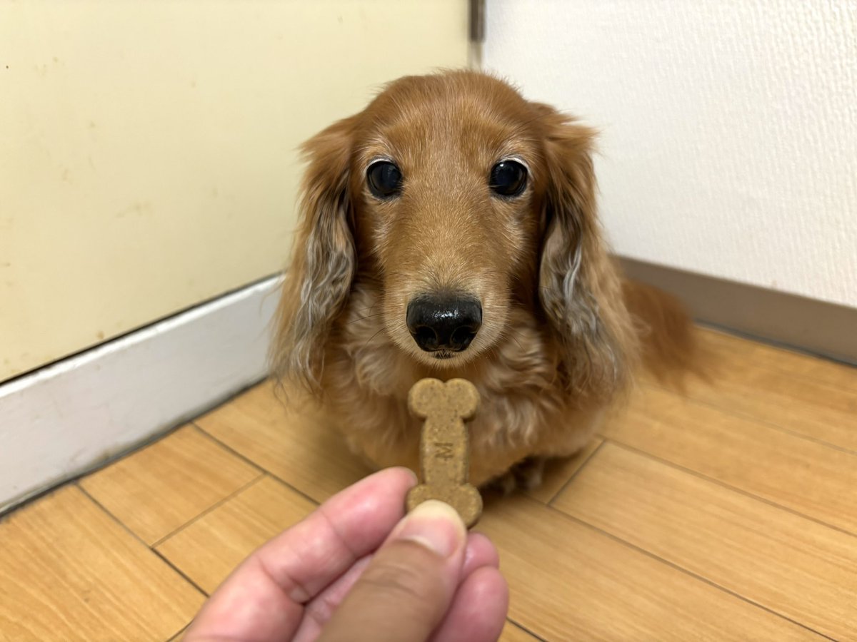 tibi_makiusa's tweet image. 11月1日、今日は月始めなので、期間限定月に1回のうまうま(フィラリア症予防薬)をもらう日だよ❗️
いっただきまーす💕
#犬好きさんと繋がりたい