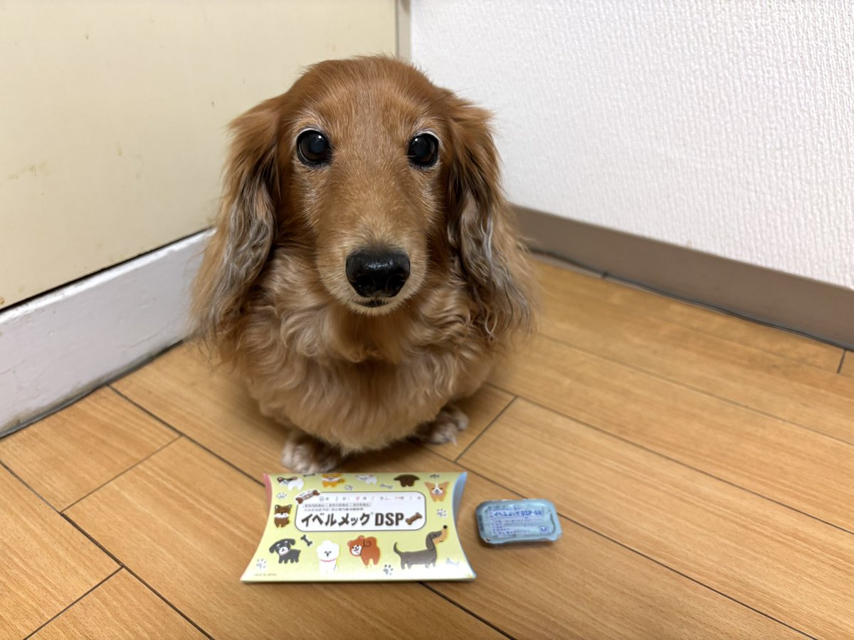 tibi_makiusa's tweet image. 11月1日、今日は月始めなので、期間限定月に1回のうまうま(フィラリア症予防薬)をもらう日だよ❗️
いっただきまーす💕
#犬好きさんと繋がりたい