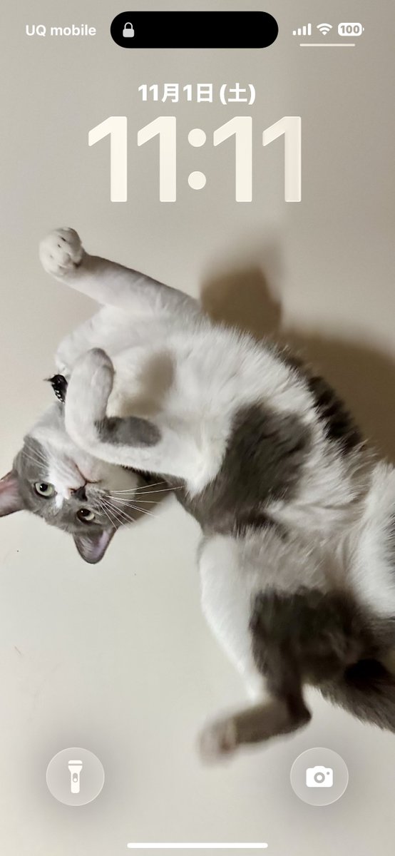 n_p_c_m_l_z_n's tweet image. 1111111