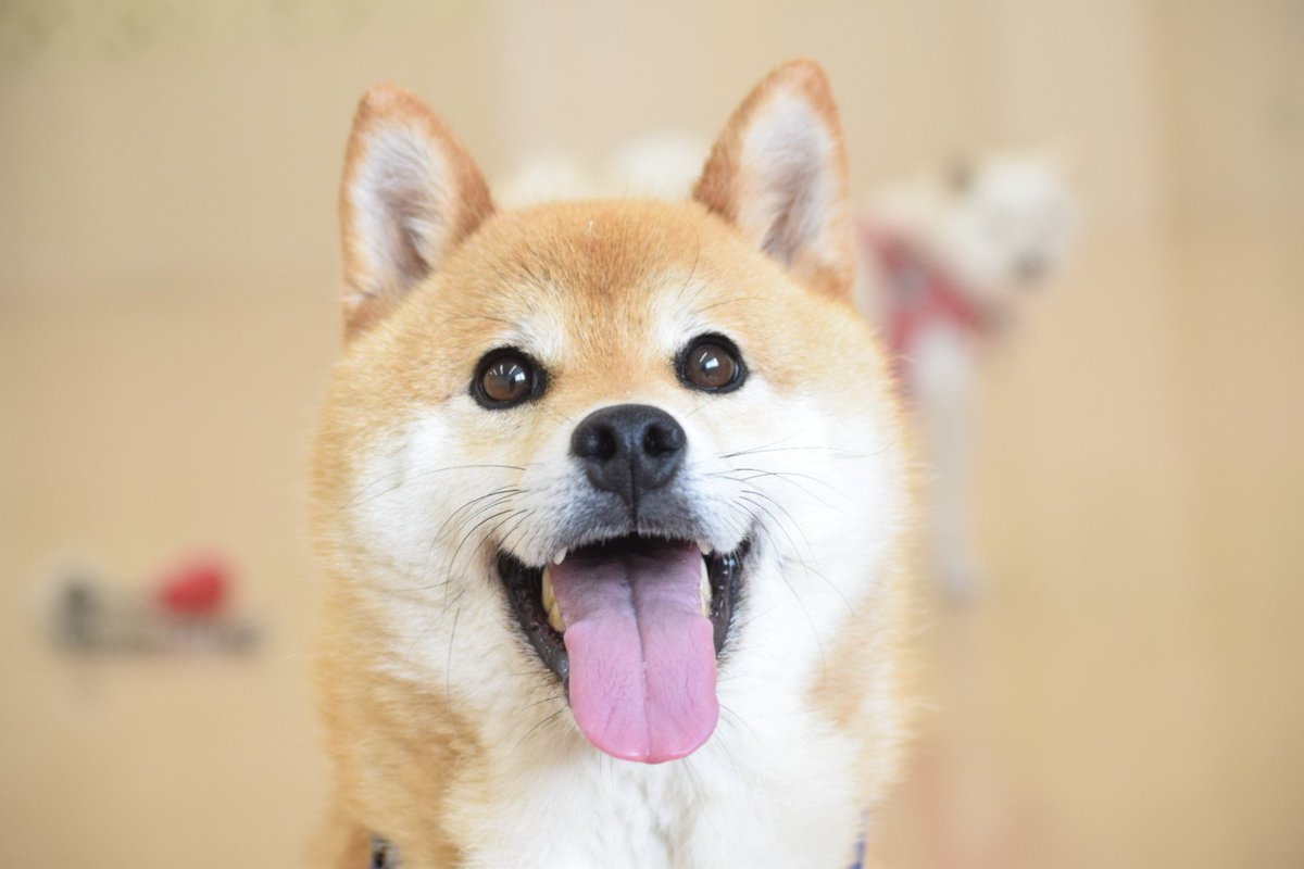 確認ページ♡わんこ LINE on X