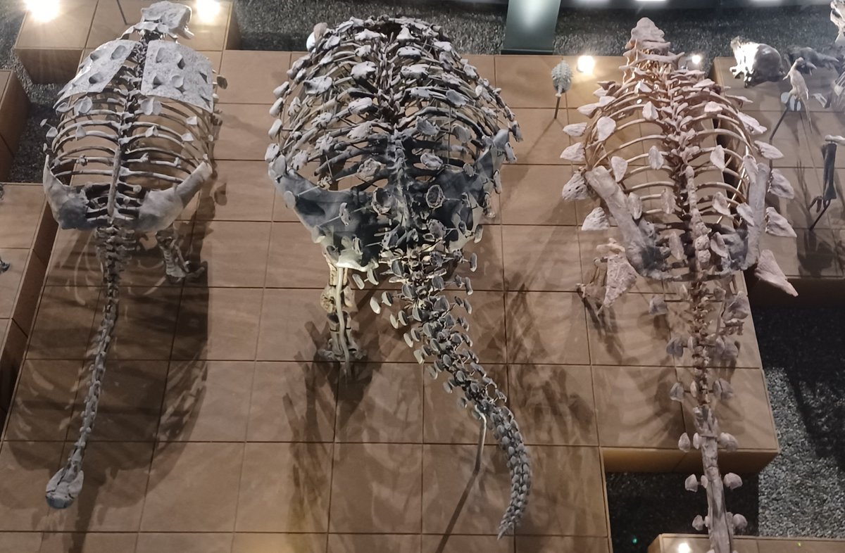 盾の国の建物(生物体) taka on X